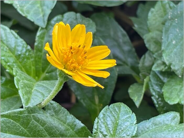 Understanding close up and zoom shots to capture flower photo on iPhone
