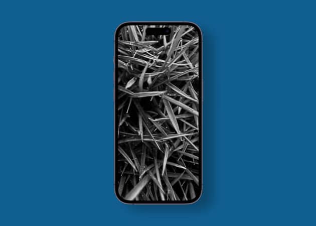 Black and white macro nature photography wallpaper